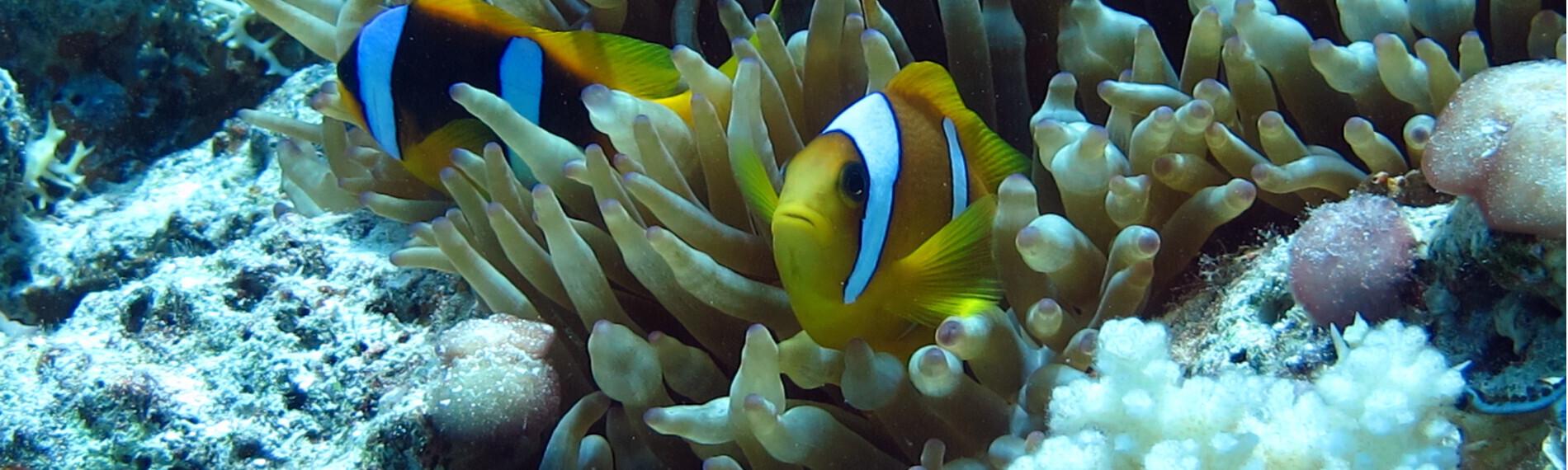 Wadi Lahmy - Orca Dive Club