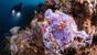 Indonesien - Nordsulawesi - Murex Bangka - Frogfish