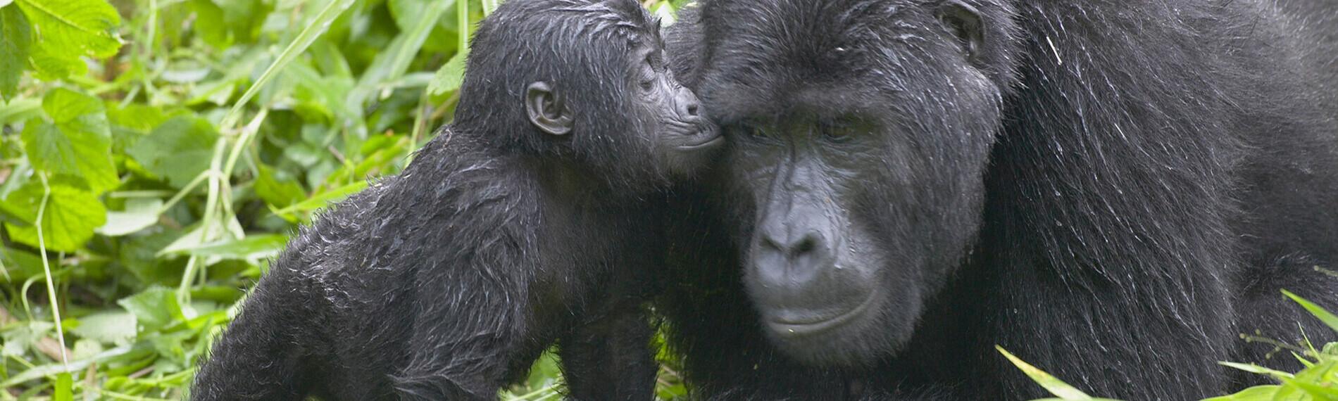 Ein Gorilla-Junges kuschelt in einer grünen Umgebung liebevoll mit einem erwachsenen Gorilla.