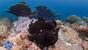 Kenia - Diana Beach - The Crab - Frogfish