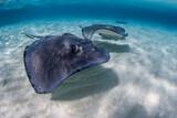 Grand Cayman - Compass Point Dive Resort, Stingray City by Martin Strmiska