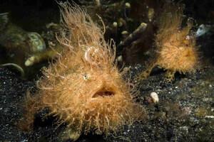 Bastianos Froggies Lembeh Dive Center