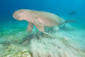 Dugong Dive Center Rio Y Mar