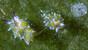 Lembeh Strait - Eco Divers Lembeh - Nacktschnecken Costasiella