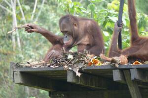 Orang Utan Insel / Schutzstation Sun Bears