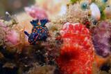 Bunaken - Seabreeze, Blue & Orange Nudi