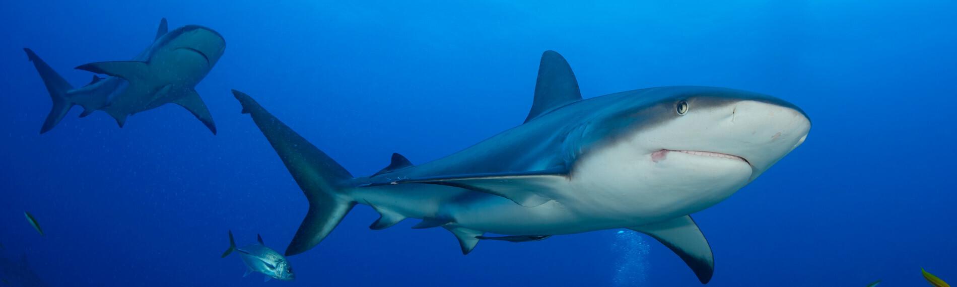 Header Honduras Roatan Las Rocas Dive Center 2