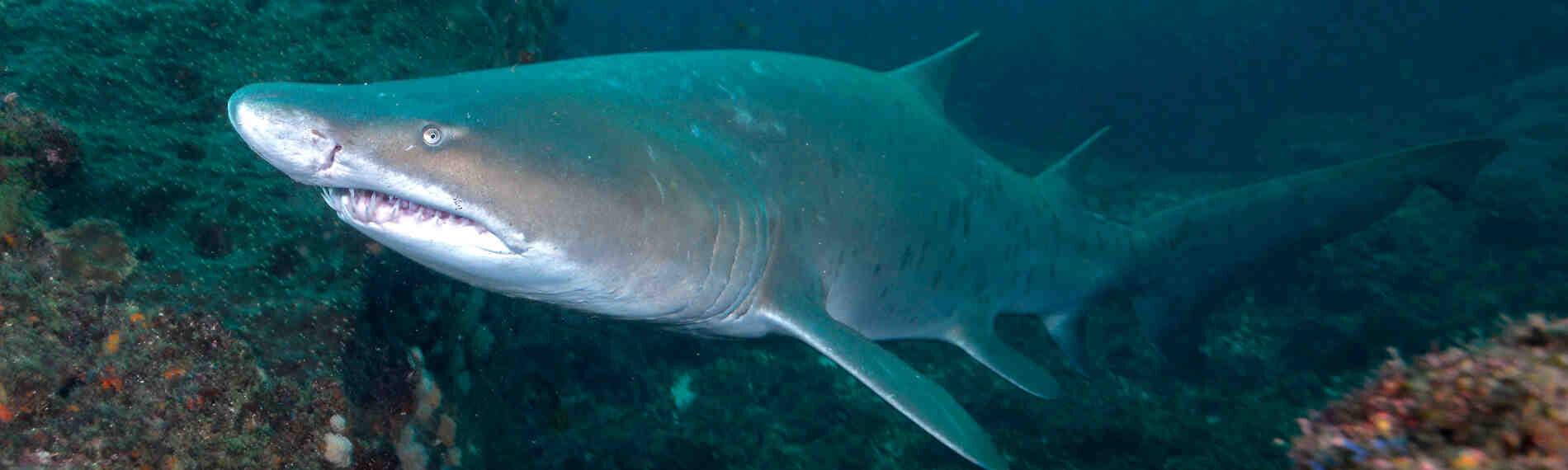 Südafrika - African Dive Adventures - Sandtiger an den Protea Banks